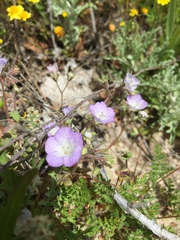 Phacelia douglasii