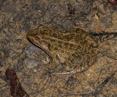 Leptodactylus macrosternum