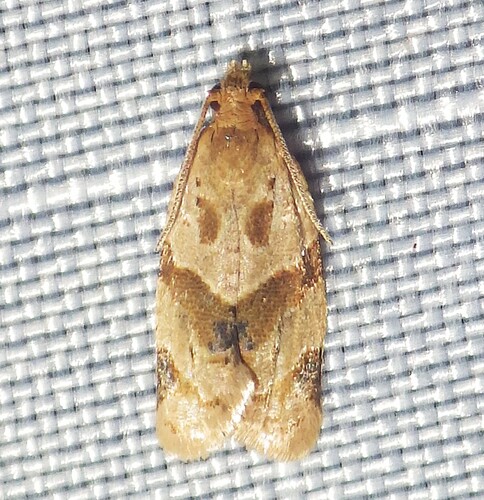 Tortrix del Jardín