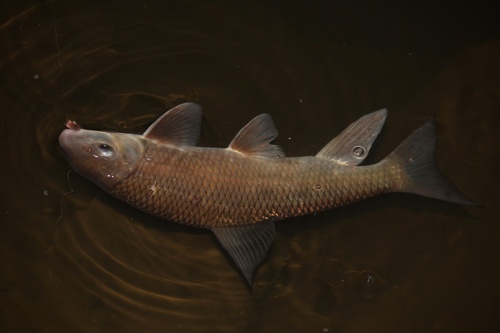 Shorthead redhorse (Moxostoma macrolepidotum) — Catostomidae — 3