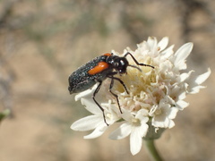 Eupompha elegans
