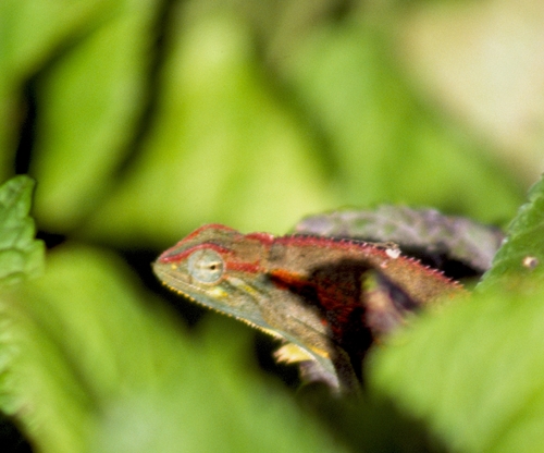 Elliot's Groove-throated Chameleon