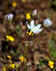 Triteleia lilacina