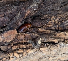 Parcoblatta pennsylvanica