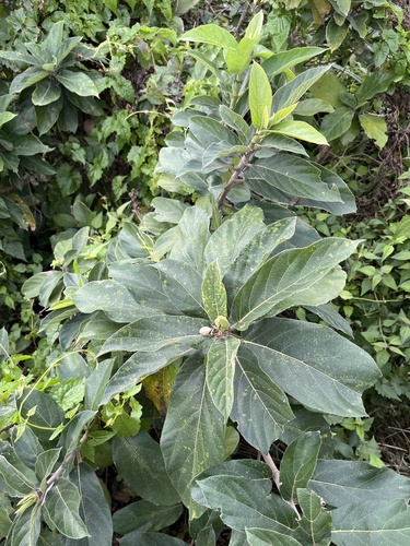 Ficus hispida, photograph 5