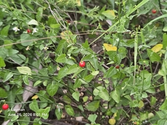 Solanum triquetrum, photograph (c) Jason Layman, some rights reserved (CC BY-SA)