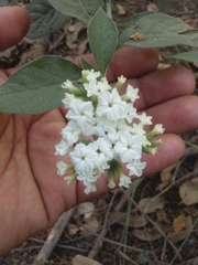 Tournefortia hartwegiana