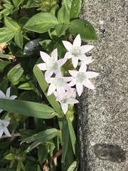 Richardia grandiflora
