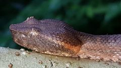 Craspedocephalus puniceus