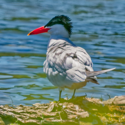 iNaturalist: (c) Steve Bonn, some rights reserved (CC BY-NC), uploaded by Steve Bonn iNaturalist image