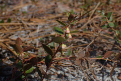 Vaccinium crassifolium