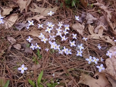 Houstonia caerulea