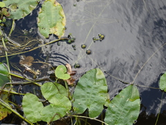 Echinodorus cordifolius