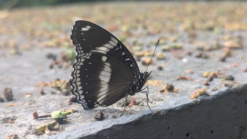 Great Eggfly