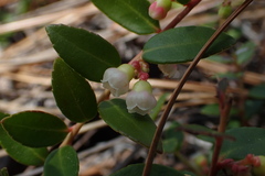Vaccinium crassifolium