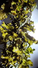 Tuckermanopsis americana