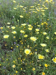 Malacothrix californica