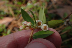 Vaccinium crassifolium