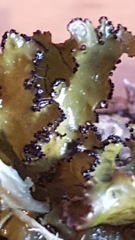 Tuckermanopsis americana