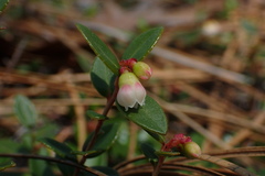 Vaccinium crassifolium