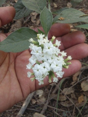 Tournefortia hartwegiana