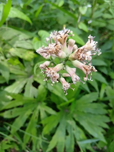 Syneilesis palmata, photograph 5