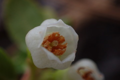Vaccinium crassifolium