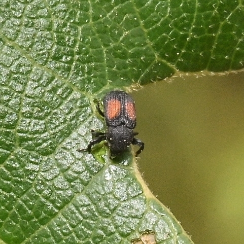 Laemosaccus rileyi