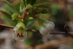 Vaccinium crassifolium