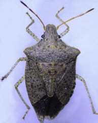 Euschistus conspersus