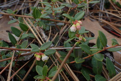 Vaccinium crassifolium