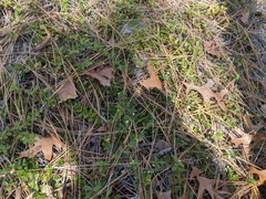 Vaccinium crassifolium