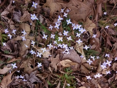 Houstonia caerulea