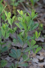 Baptisia nuttalliana