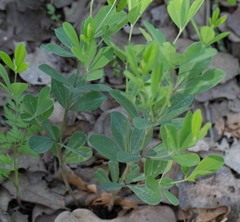 Baptisia nuttalliana