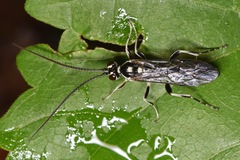 Cratichneumon sublatus