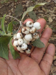 Tournefortia hartwegiana