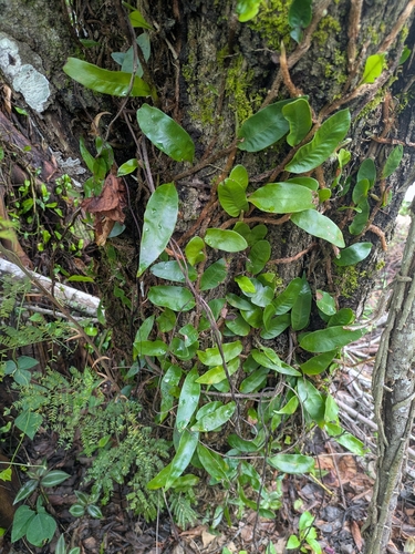 Microgramma lycopodioides
