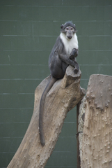 White-Naped Mangabey photo 2