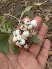 Tournefortia hartwegiana