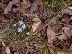 Houstonia caerulea