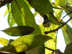 Cinnyris venustus