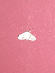 Lepidoptera