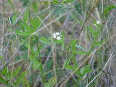 Heliotropium ciliatum