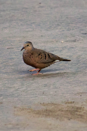 Common Ground Dove