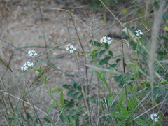 Heliotropium ciliatum