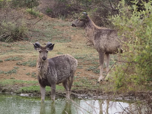 South Asian sambar deer