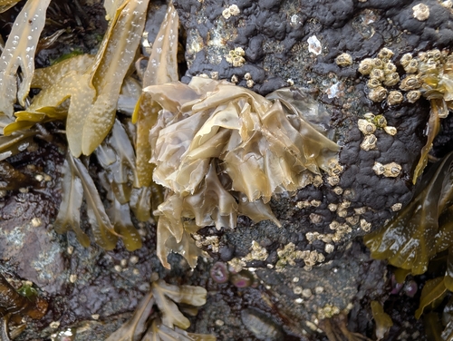 Pyropia perforata observed 2026-06-03