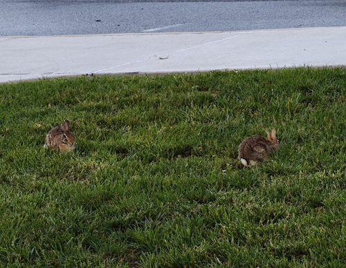 Eastern Cottontail