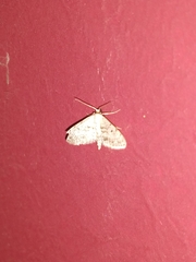 Lepidoptera